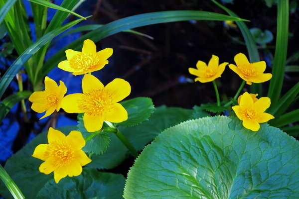 penerangan marigold