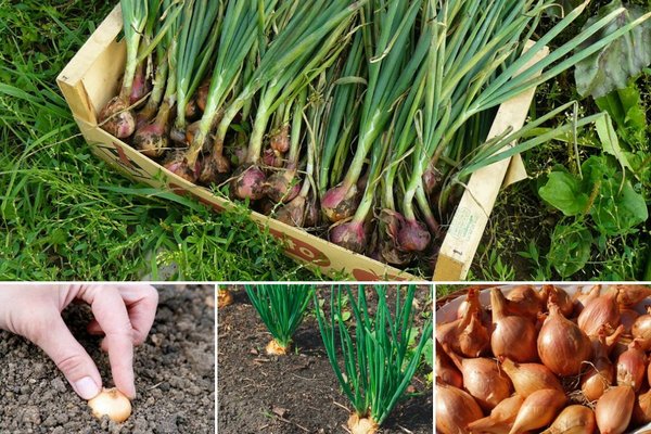 conditions for forcing onions on a feather