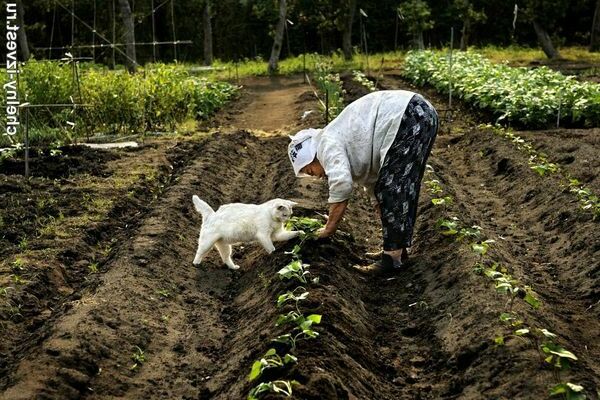 menyiram kebun semasa bercuti