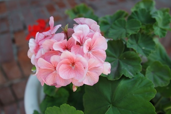 omsorg for pelargonium