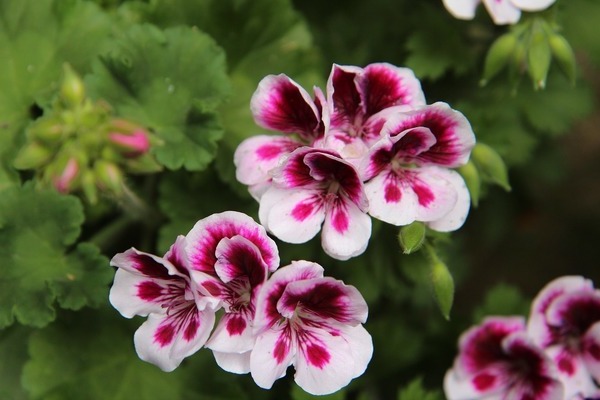 zdjęcie pelargonii