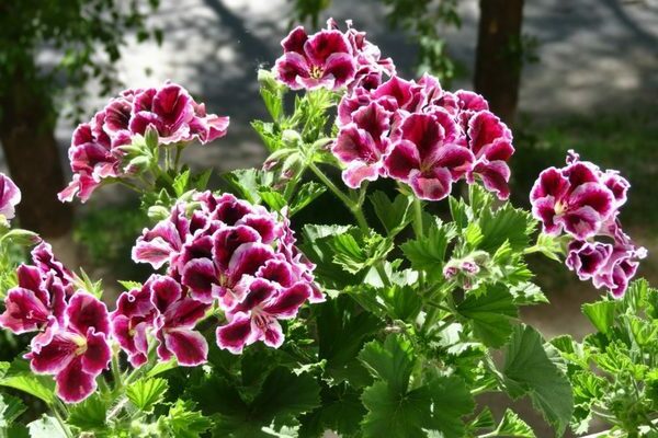 descrizione del pelargonium