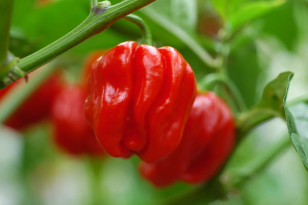 καλλιέργεια πιπεριού habanero