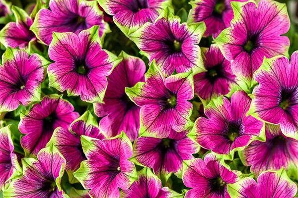 gambar petunia