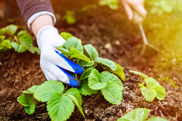 Top dressing strawberries in spring