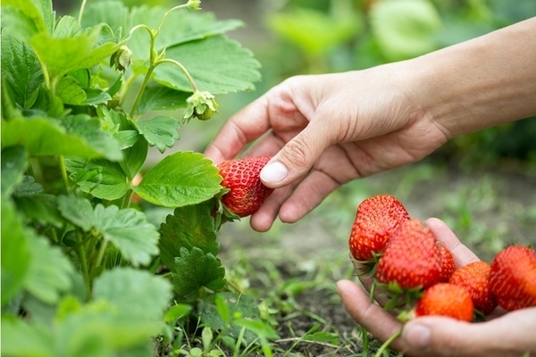 nutrire le fragole in primavera con il lievito