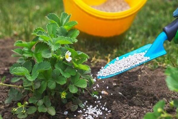 nourrir les fraises au printemps