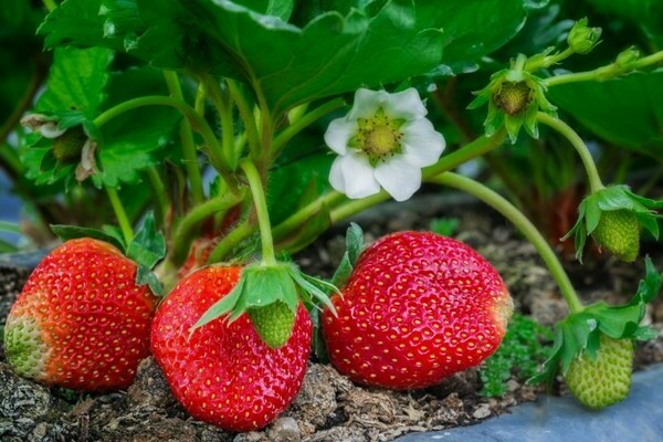 memberi makan strawberi semasa berbuah