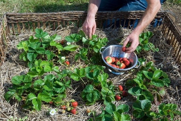 memberi makan strawberi pada musim bunga