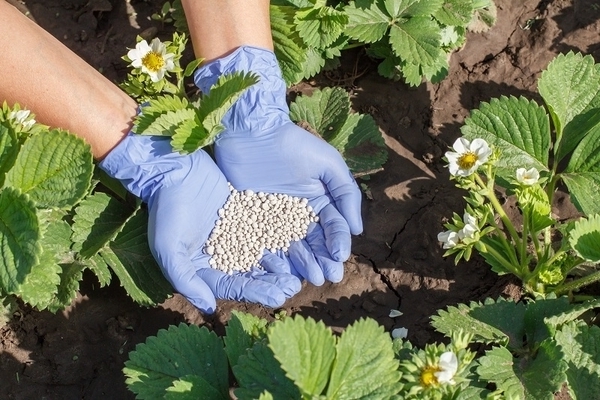 nourrir les fraises pendant la floraison