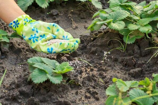 memberi makan strawberi pada musim bunga dengan yodium