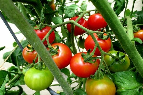 pembalut dan penjagaan tomato di kawasan lapang