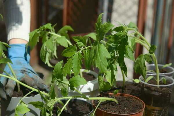 Top dressing of tomato seedlings