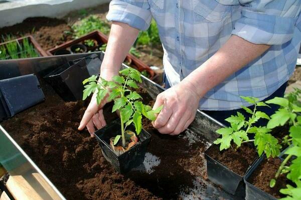feeding tomato seedlings at home