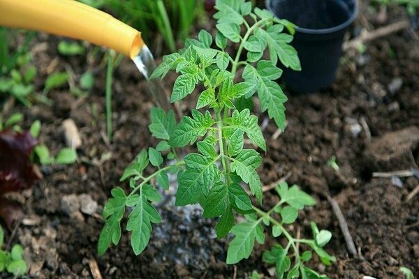 feeding tomato seedlings with folk remedies