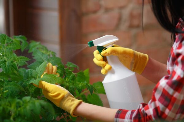 nourrir les tomates avec de l'acide borique