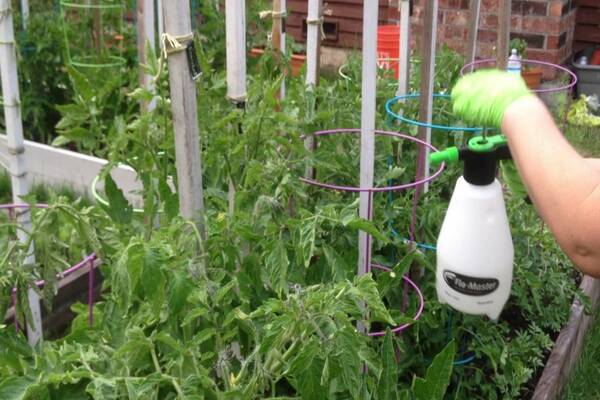 memberi makan anak benih tomato di rumah