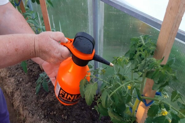 mate tomatplanter hjemme