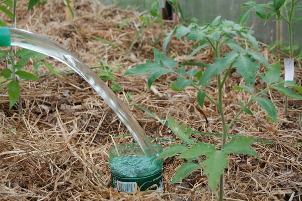 proper watering of tomatoes in the greenhouse