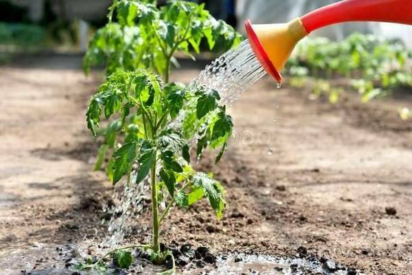 how to water tomatoes in a greenhouse