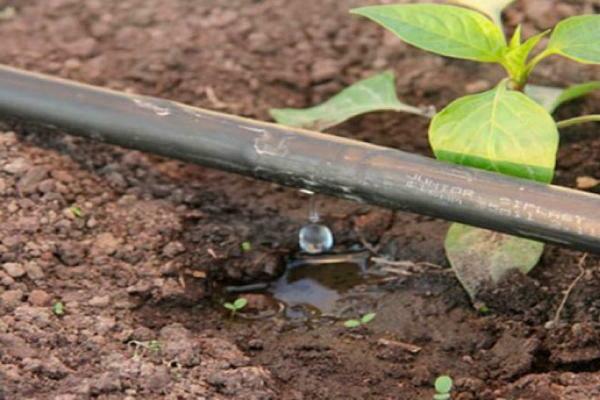 drip irrigation of tomatoes in the greenhouse