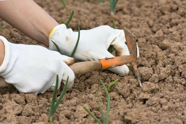 seminare la senape prima dell'inverno