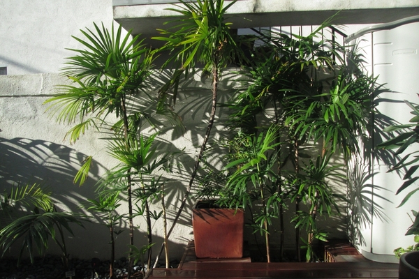 gambar pokok palma