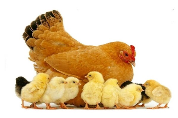ela tavuklara yumurtacı nasıl verilir