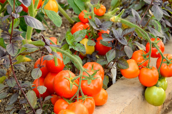 مخطط تغذية الطماطم + في الدفيئة