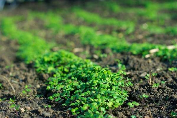 how to sow green manure