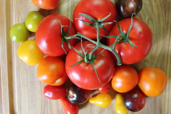 mô tả các giống cà chua