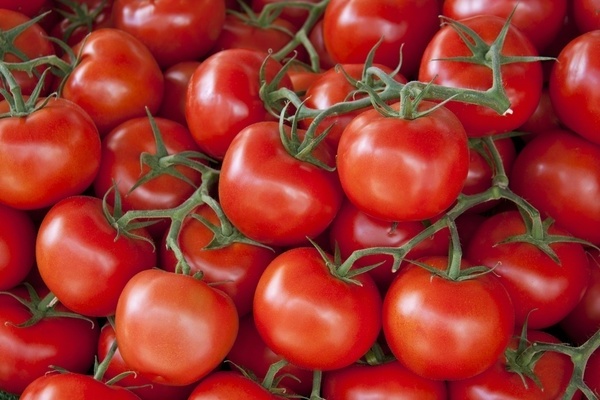 домати, устойчиви на късна болест за открита земя