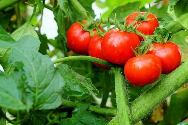 домати, устойчиви на късна фибри, нискоразмерни