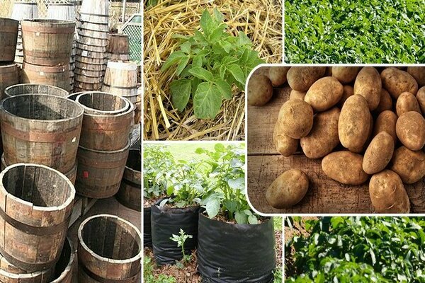 methods of growing potatoes