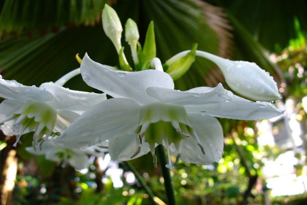 eucharis flower photo