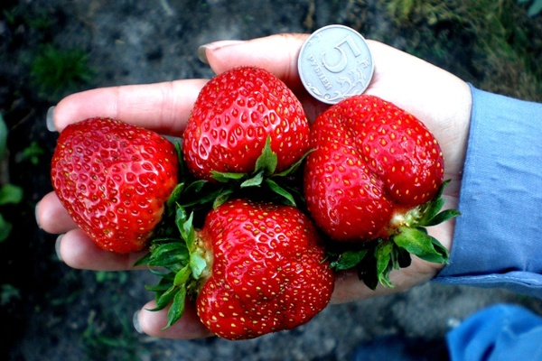 strawberry varieties