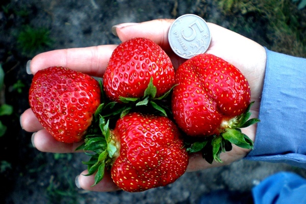 varietà di fragole