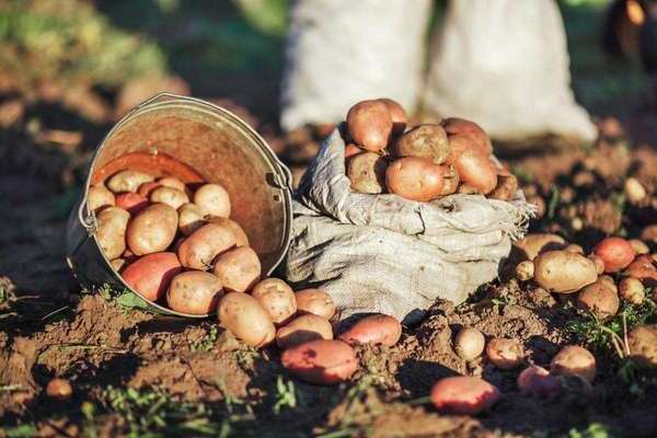 increased potato yield