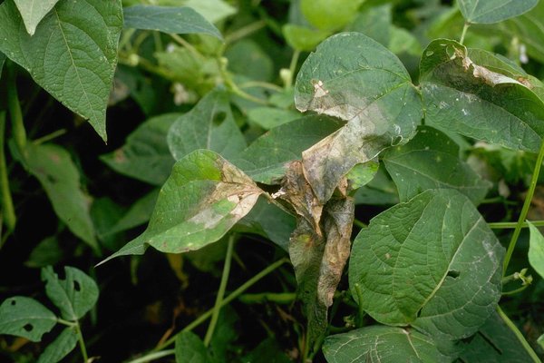 pest control of beans