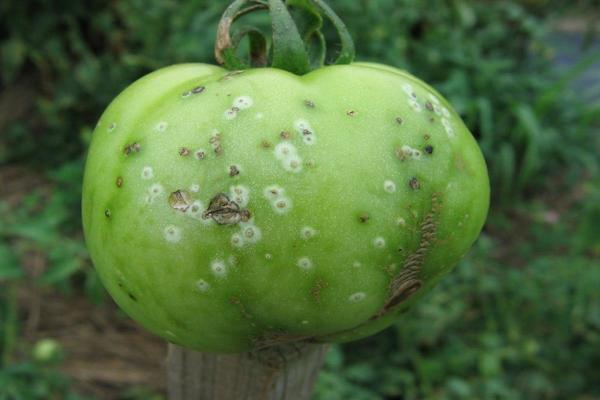 Description des ravageurs de la tomate avec photos