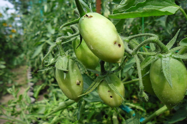 Description des ravageurs de la tomate avec photos