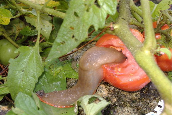 pesti di pomodoro