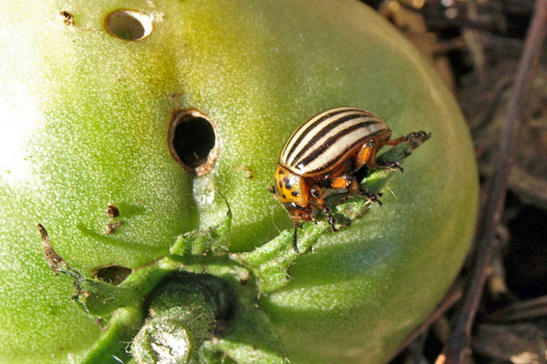 protection des tomates contre les parasites