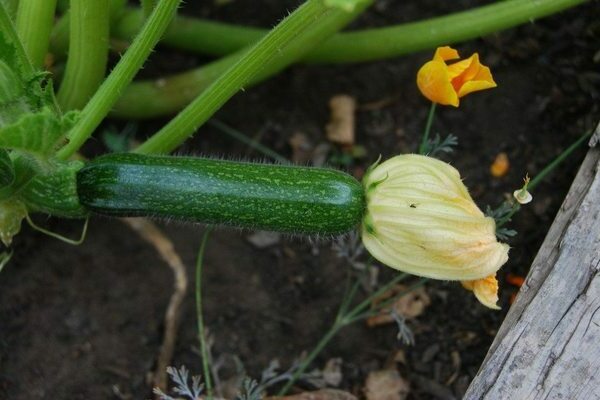 zucchini cultivation and care