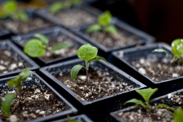 seedlings growing and care