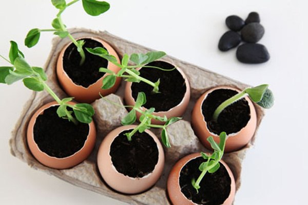 method of growing seedlings