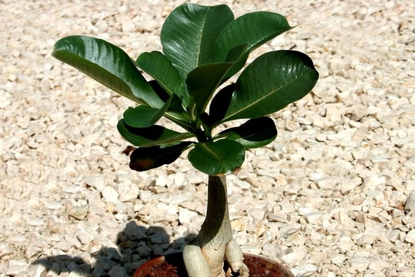 plant adenium cultivation