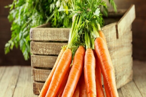 varieties of carrots for winter storage