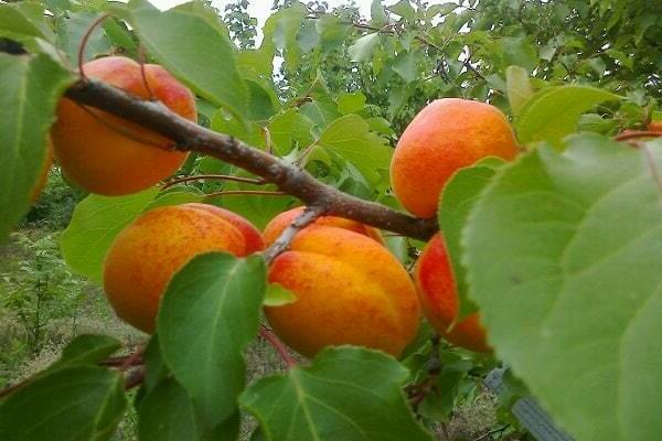 abricots en banlieue