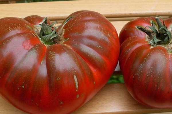 كيفية جمع بذور الطماطم
